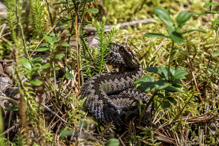 A European adder (Vipera berus) camouflaged in a forest environment, showcasing its natural habitat.