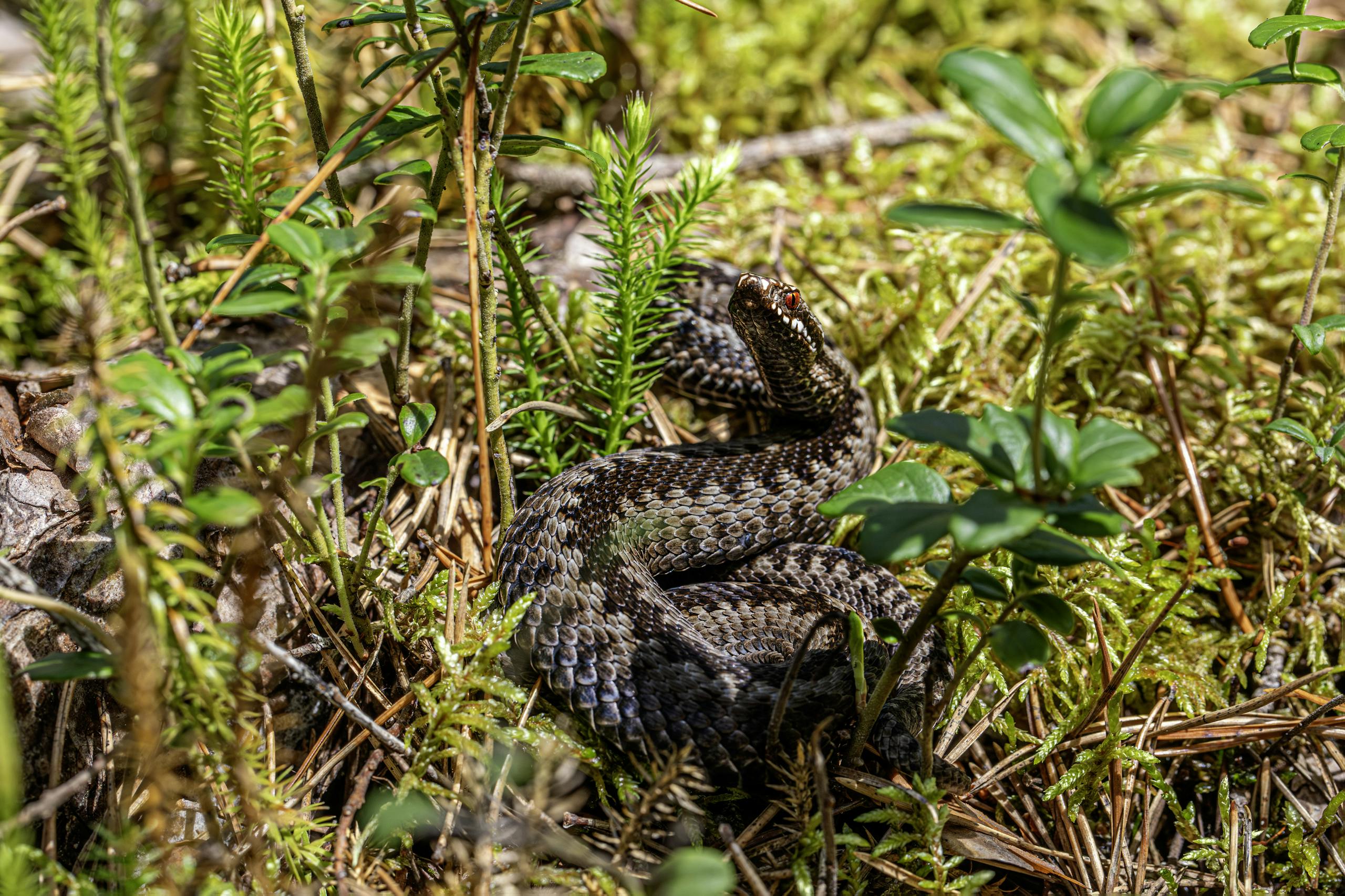 A European adder (Vipera berus) camouflaged in a forest environment, showcasing its natural habitat.
