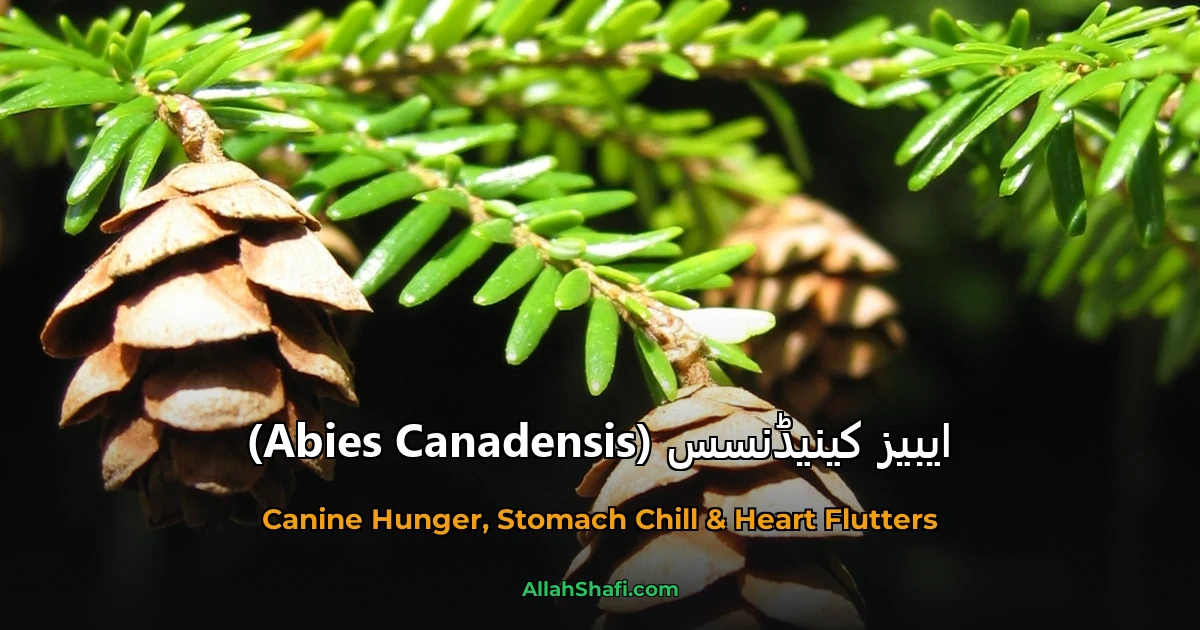 ایبیز کینیڈنسس (Abies Canadensis)