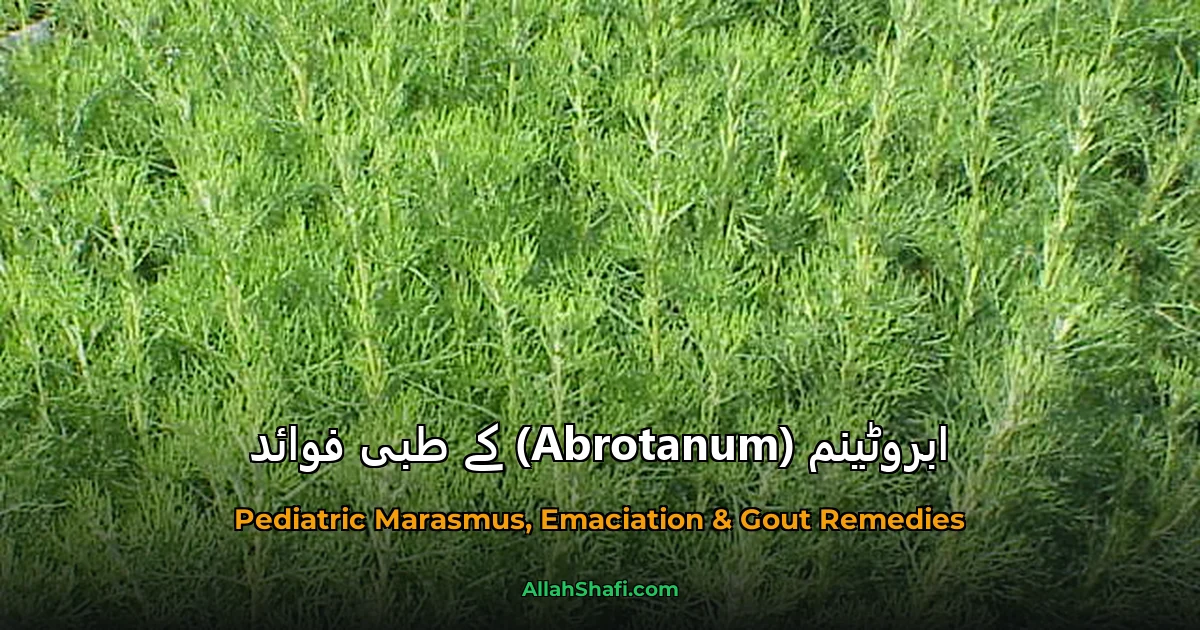 ابروٹینم (Abrotanum) کے طبی فوائد