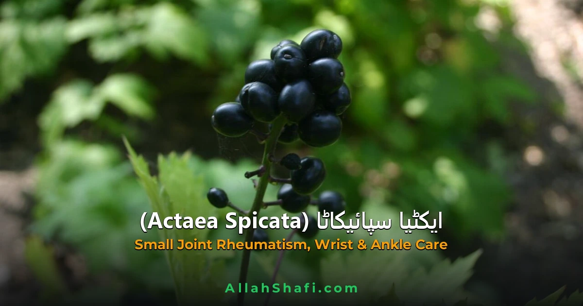ایکٹیا سپائیکاٹا (Actaea Spicata) — ہومیوپیتھک دوا کا مکمل تعارف