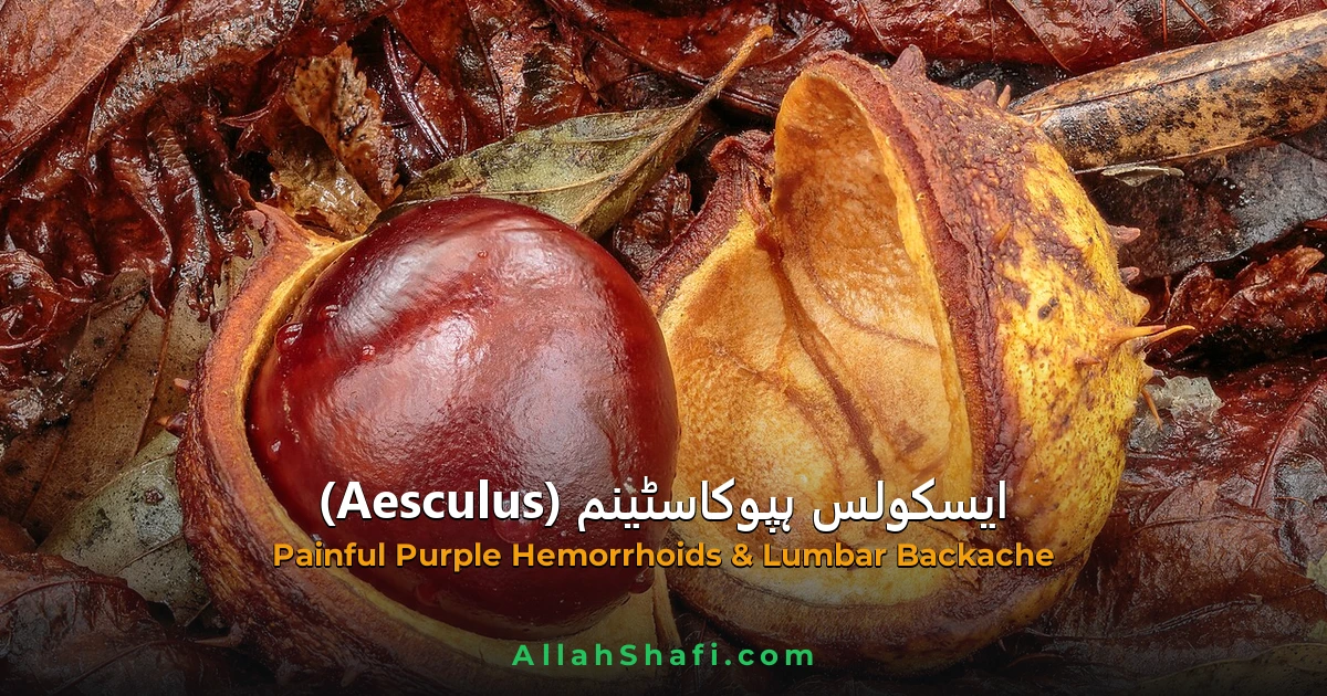 ایسکولس ہپوکاسٹینم (Aesculus Hippocastanum) — ہومیوپیتھک دوا کا مکمل تعارف