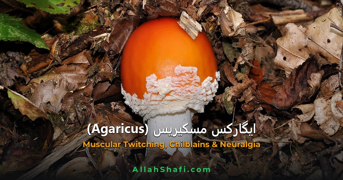 ایگارکس مسکیریس (Agaricus Muscarius) — ہومیوپیتھک دوا کا مکمل تعارف