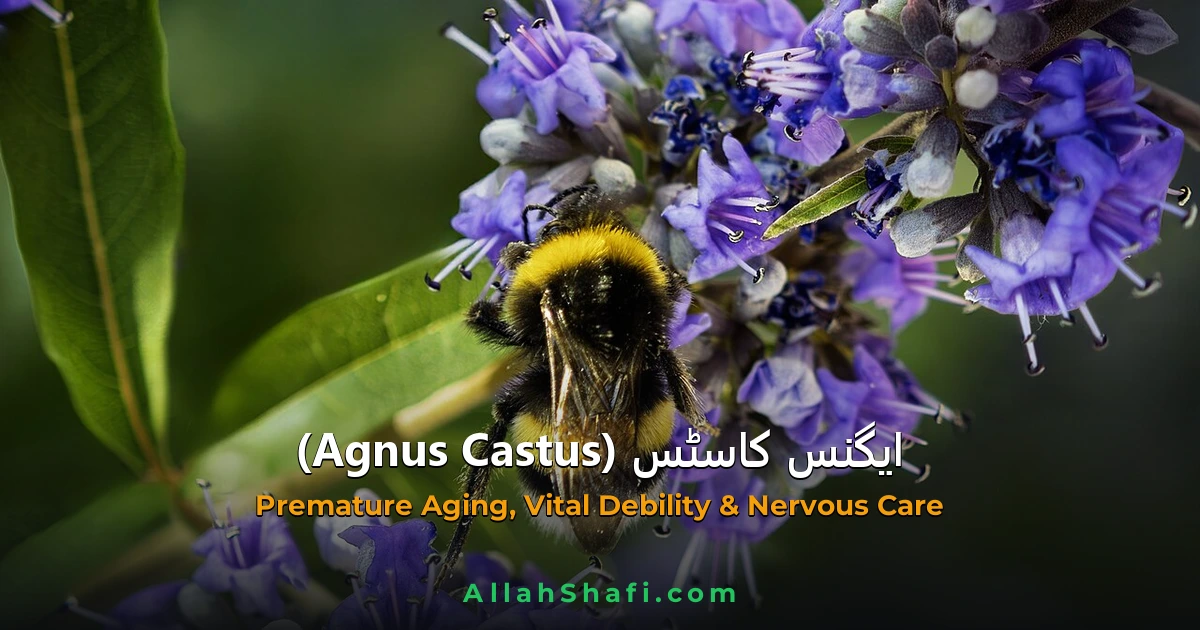 ایگنس کاسٹس (Agnus Castus) — ہومیوپیتھک دوا کا مکمل تعارف