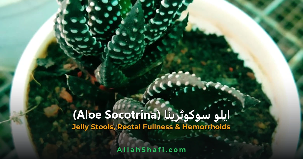 ایلو سوکوٹرینا (Aloe Socotrina) — ہومیوپیتھک دوا کا مکمل تعارف