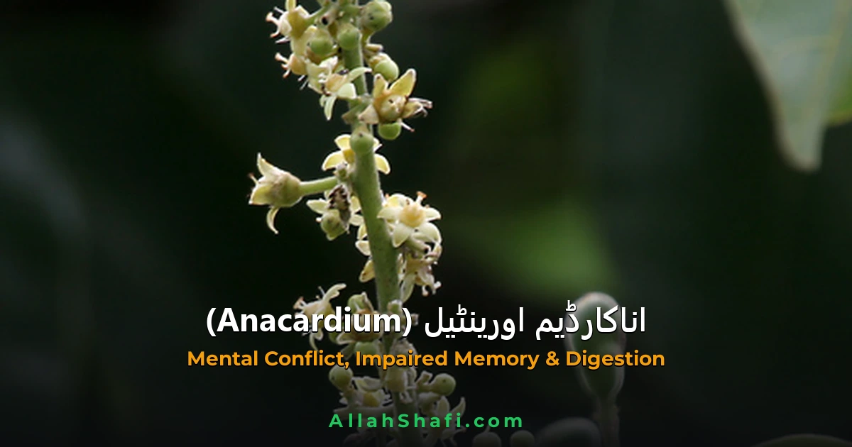 anacardium orientale memory mind ur feat
