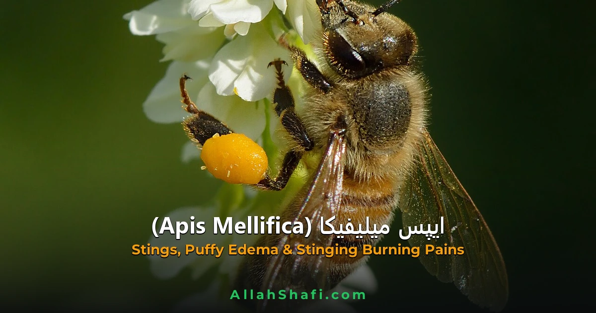 ایپس میلیفیکا (Apis Mellifica) — مکمل ہومیوپیتھک گائیڈ | علامات، موڈیلٹیز، خوراک اور ادویاتی تعلقات