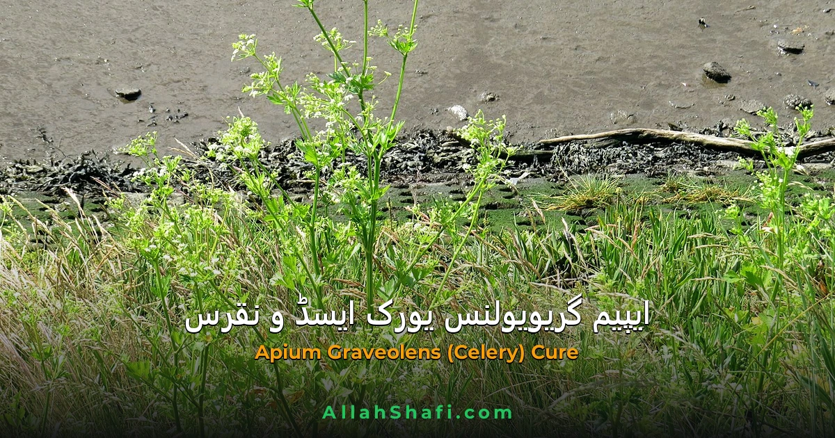 ایپیم گریویولنس (Apium Graveolens) — یورک ایسڈ، نقرس اور پیشاب کی تکلیف کا ہومیوپیتھک علاج
