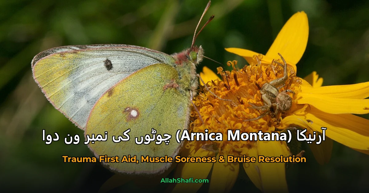 آرنیکا (Arnica Montana) چوٹوں کی نمبر ون دوا