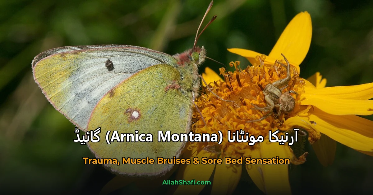 آرنیکا مونٹانا (Arnica Montana) گائیڈ