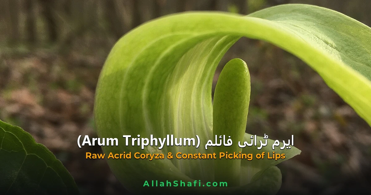 Arum Triphyllum (Arum Triphyllum) — ہومیوپیتھک دوا کا مکمل تعارف