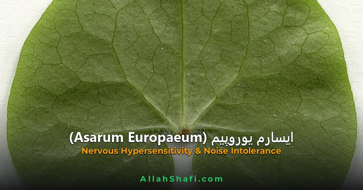 Asarum Europaeum (Asarum Europaeum) — ہومیوپیتھک دوا کا مکمل تعارف