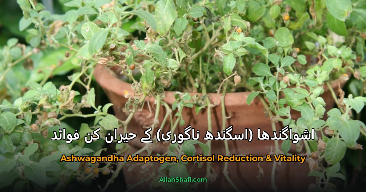 اشواگندھا (اسگندھ ناگوری) کے حیران کن فوائد