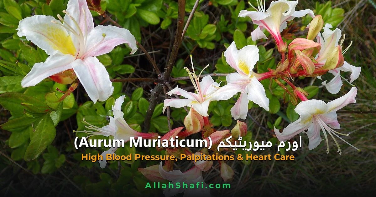 Aurum Muriaticum (Aurum Muriaticum) — ہومیوپیتھک دوا کا مکمل تعارف