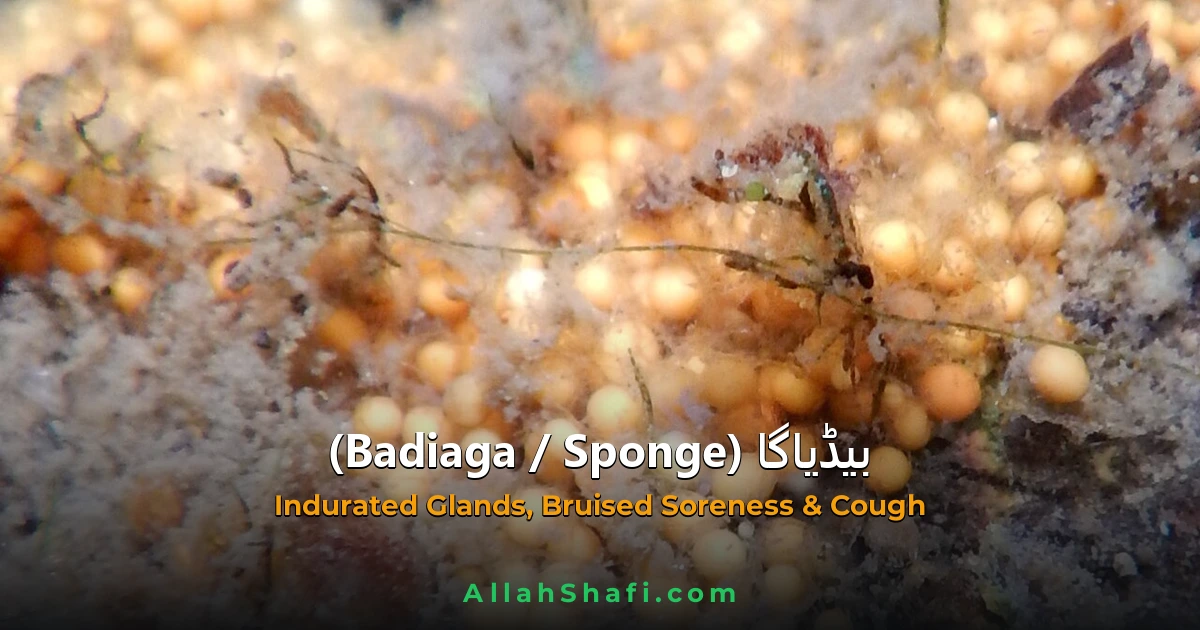 Badiaga (Badiaga) — ہومیوپیتھک دوا کا مکمل تعارف