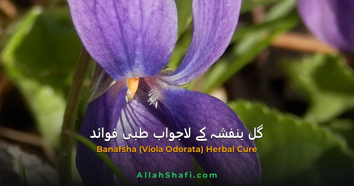 گلِ بنفشہ (Banafsha / Viola Odorata) — نزلہ، زکام، بخار اور سینے کی جکڑن کا ہربل علاج