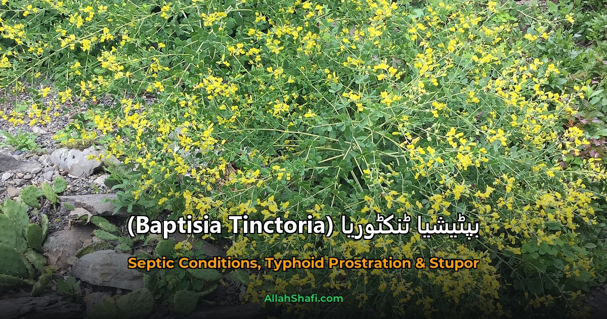 بپٹیشیا ٹنکٹوریا (Baptisia Tinctoria)