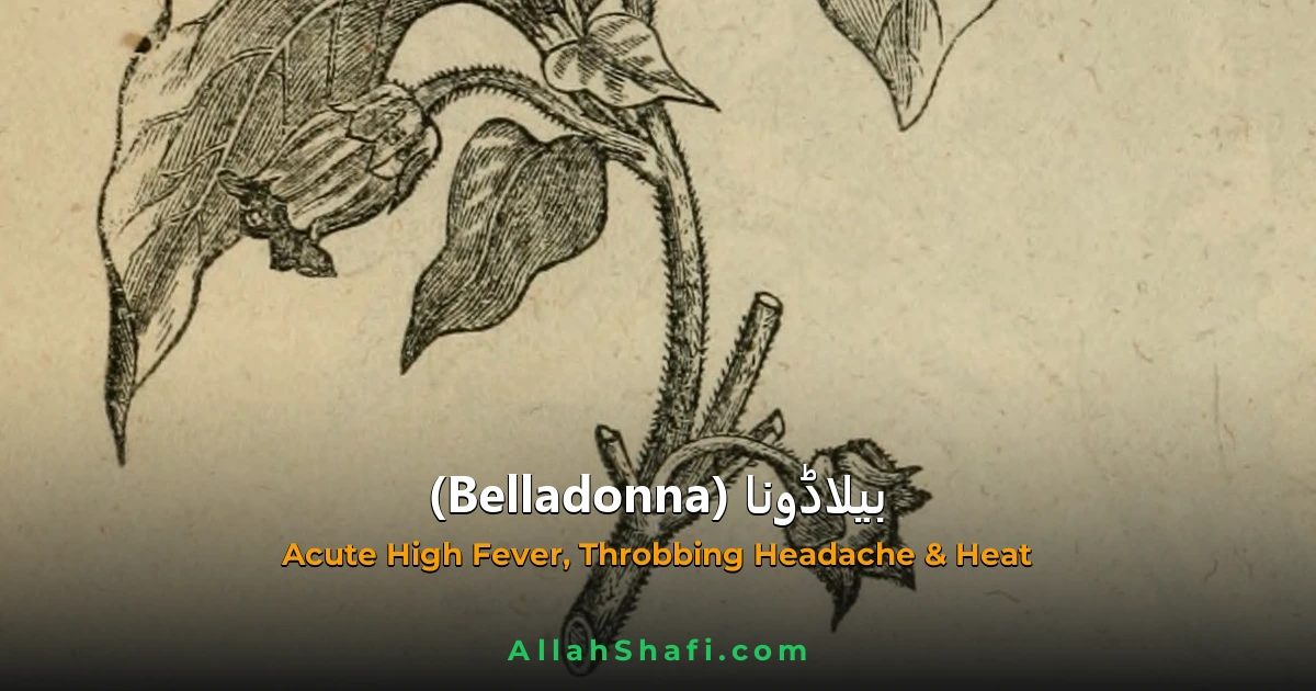 بیلاڈونا (Belladonna) — مکمل ہومیوپیتھک گائیڈ | علامات، موڈیلٹیز، خوراک اور ادویاتی تعلقات
