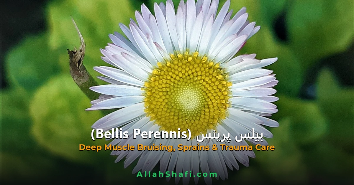 Bellis Perennis (Bellis Perennis) — ہومیوپیتھک دوا کا مکمل تعارف