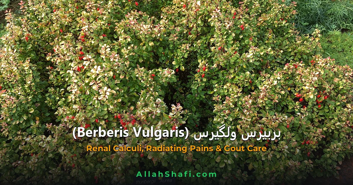 بربیرس ولگیرس (Berberis Vulgaris) — ہومیوپیتھک دوا کا مکمل تعارف