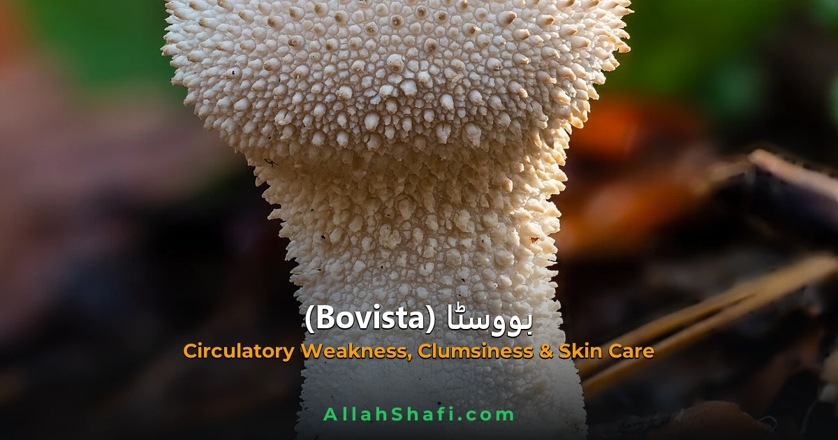 Bovista (Bovista) — ہومیوپیتھک دوا کا مکمل تعارف