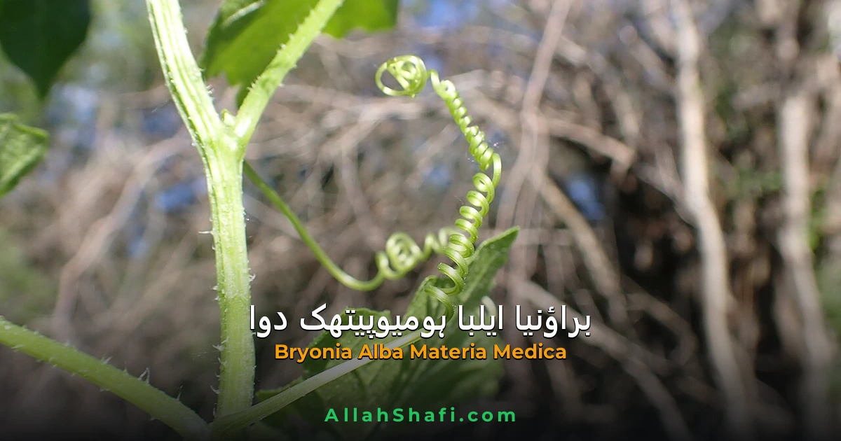 براؤنیا ایلبا (Bryonia Alba) — حرکت سے درد کی زیادتی، خشکی اور جوڑوں کا مکمل ہومیوپیتھک انسائیکلوپیڈیا
