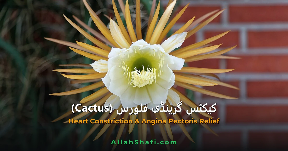 کیکٹس گرینڈی فلورس (Cactus Grandiflorus) — ہومیوپیتھک دوا کا مکمل تعارف