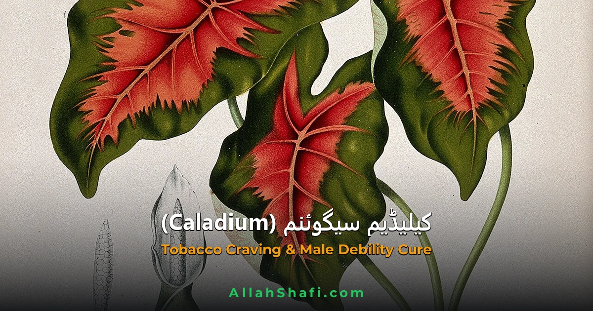 Caladium Seguinum (Caladium Seguinum) — ہومیوپیتھک دوا کا مکمل تعارف
