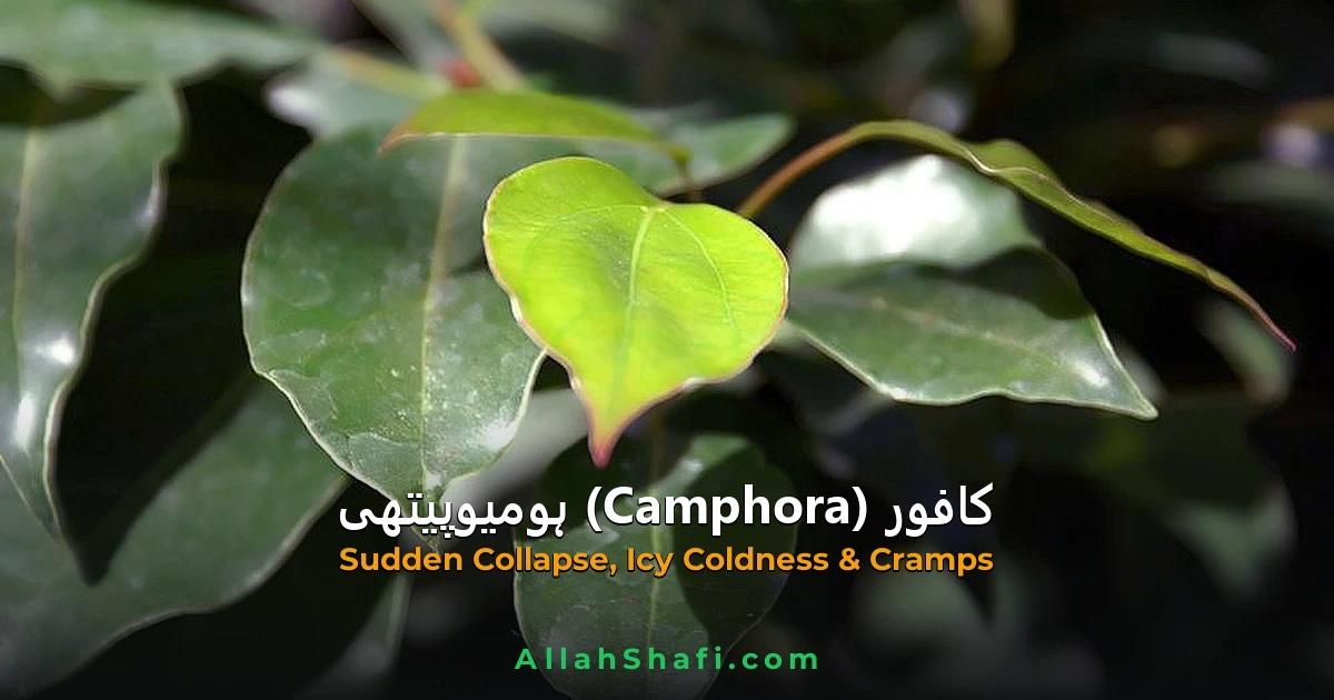 کافور (Camphora) — ہومیوپیتھک دوا کا مکمل تعارف