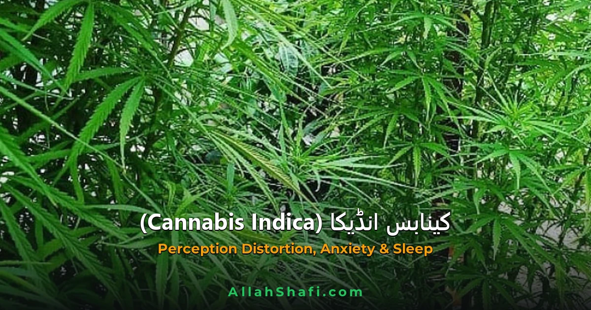 Cannabis Indica (Cannabis Indica) — ہومیوپیتھک دوا کا مکمل تعارف