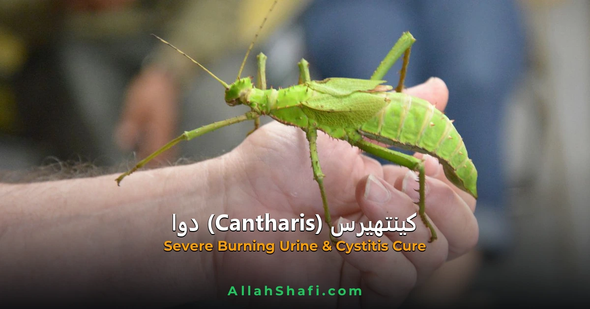 کینتھیرس (Cantharis) — ہومیوپیتھک دوا کا مکمل تعارف