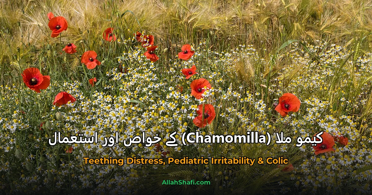 کیمو ملا (Chamomilla) کے خواص اور استعمال