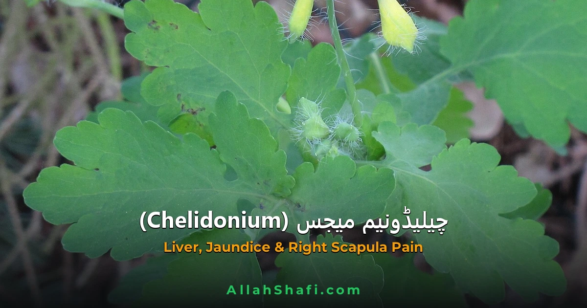 چیلیڈونیم میجس (Chelidonium Majus) — ہومیوپیتھک دوا کا مکمل تعارف