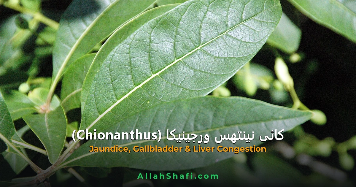 Chionanthus Virginica (Chionanthus Virginica) — ہومیوپیتھک دوا کا مکمل تعارف