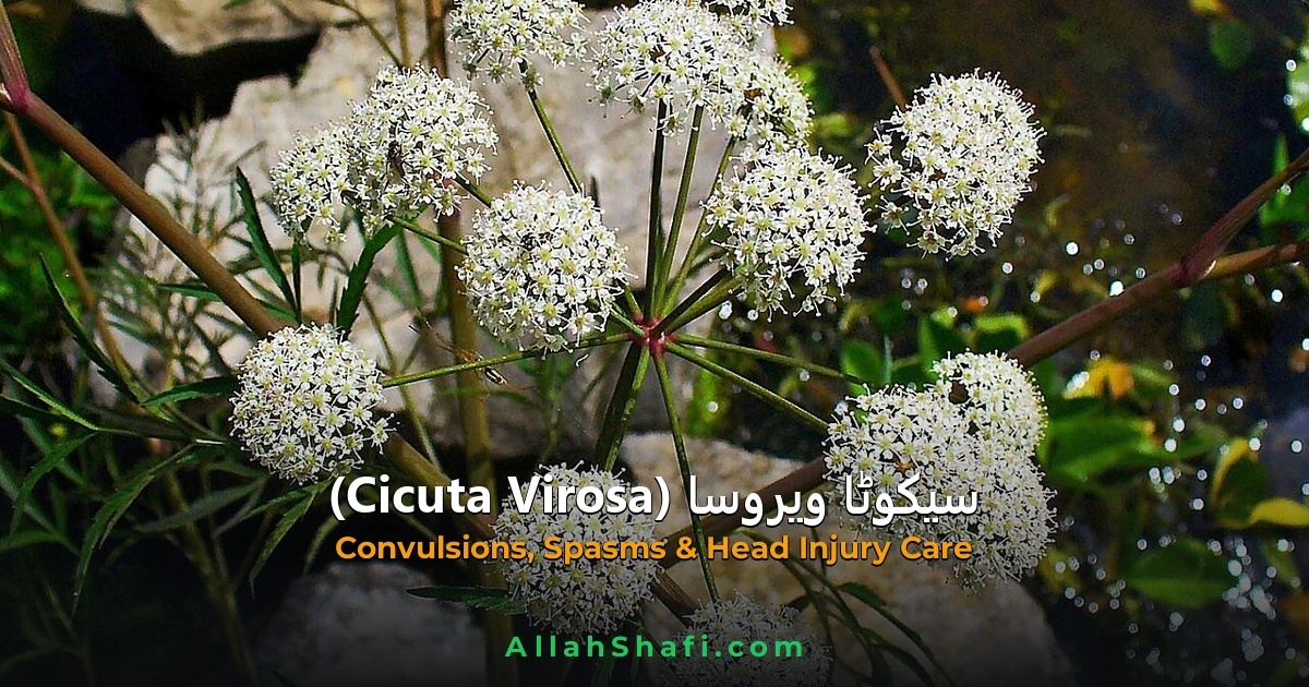 Cicuta Virosa (Cicuta Virosa) — ہومیوپیتھک دوا کا مکمل تعارف