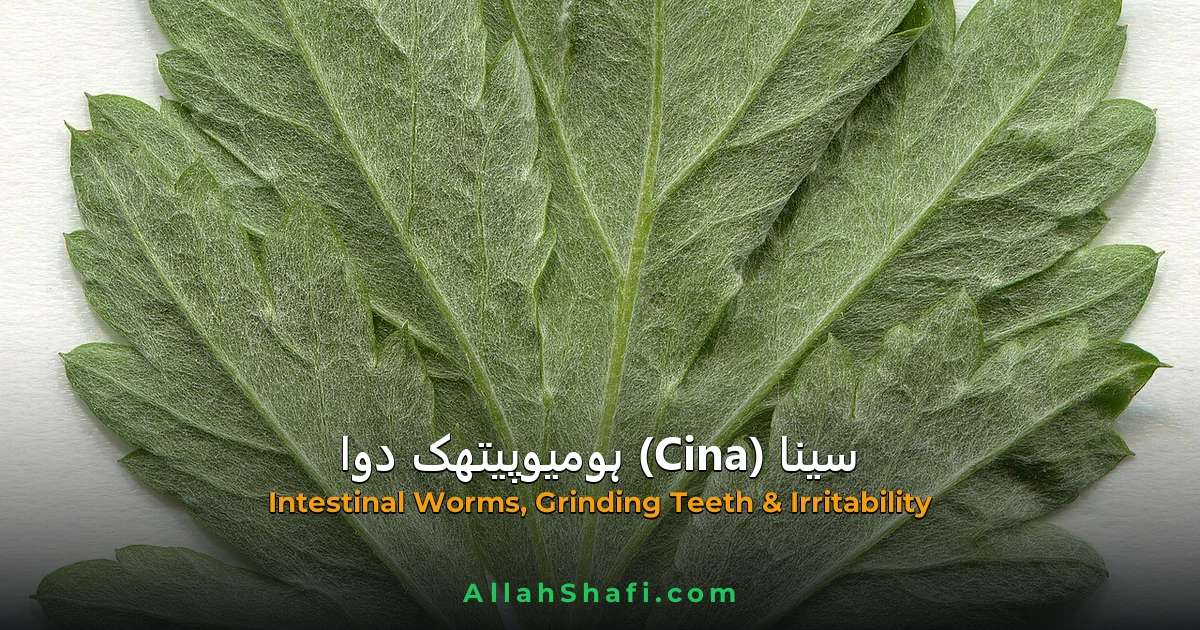 سینا (Cina) — ہومیوپیتھک دوا کا مکمل تعارف