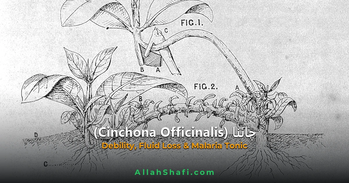 Cinchona Officinalis (Cinchona Officinalis) — ہومیوپیتھک دوا کا مکمل تعارف
