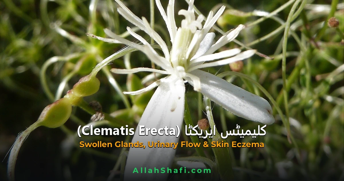 کلیمیٹس ایریکٹا (Clematis Erecta) — ہومیوپیتھک دوا کا مکمل تعارف
