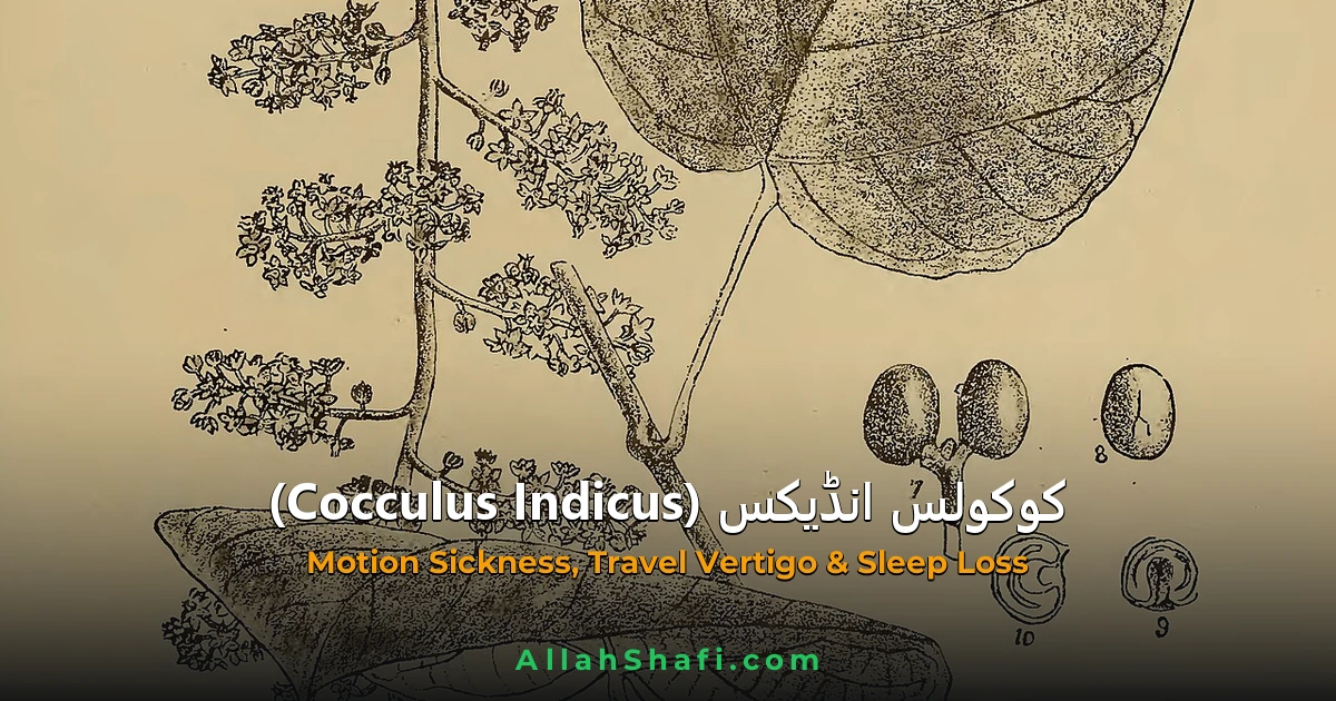 کوکولس انڈیکس (Cocculus Indicus) — ہومیوپیتھک دوا کا مکمل تعارف