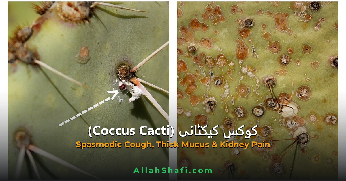 Coccus Cacti (Coccus Cacti) — ہومیوپیتھک دوا کا مکمل تعارف