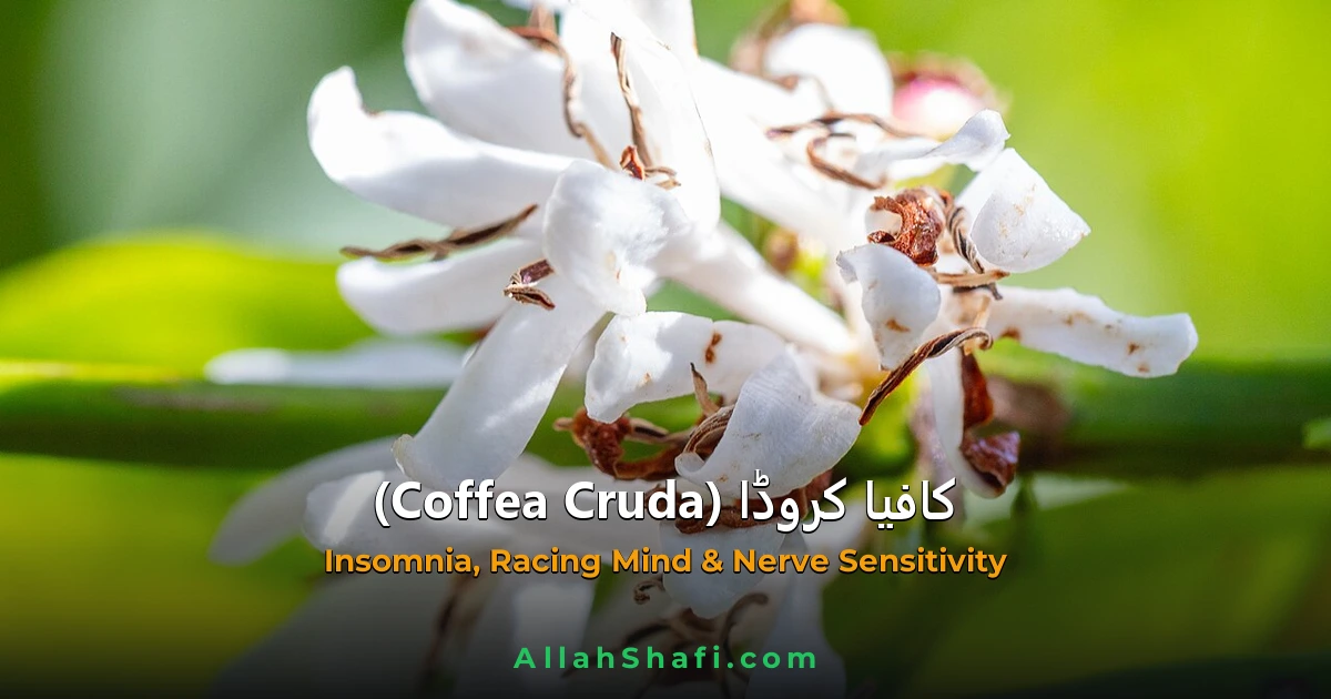 کافیا کروڈا (Coffea Cruda) — ہومیوپیتھک دوا کا مکمل تعارف