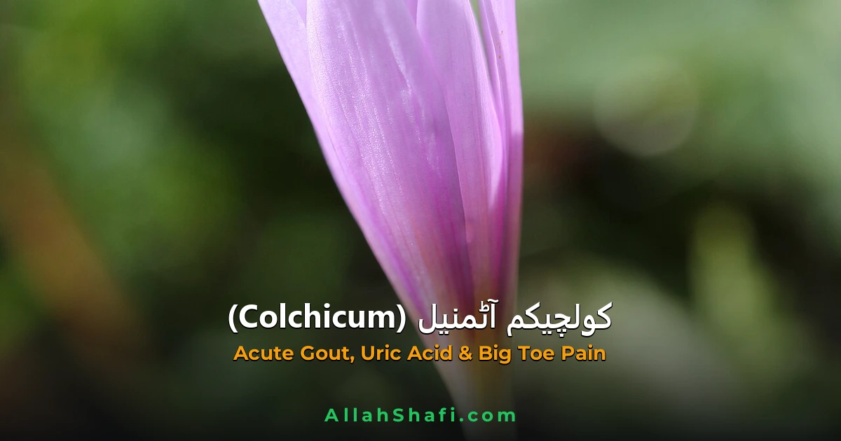کولچیکم آٹمنیل (Colchicum Autumnale) — ہومیوپیتھک دوا کا مکمل تعارف