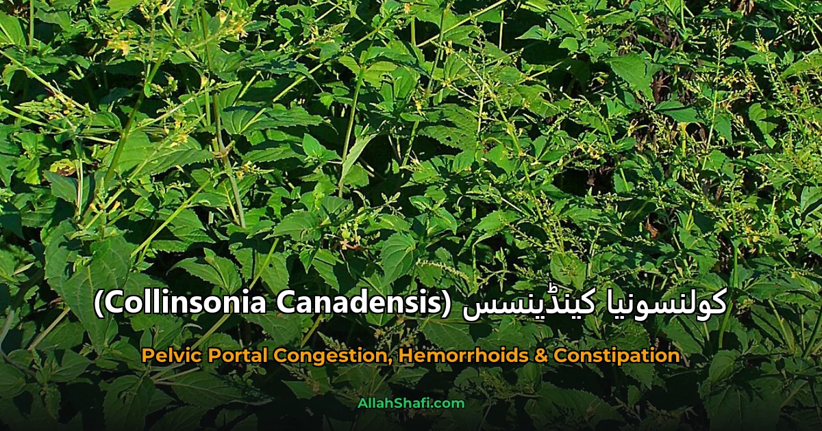 کولنسونیا کینڈینسس (Collinsonia Canadensis)