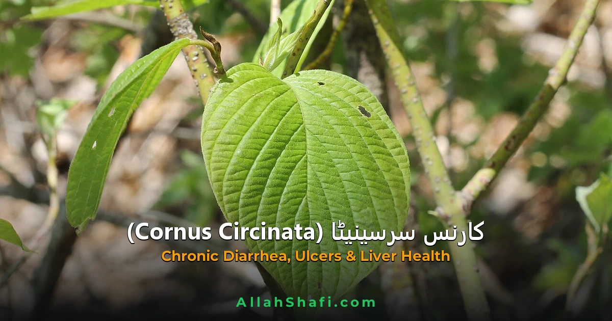 Cornus Circinata (Cornus Circinata) — ہومیوپیتھک دوا کا مکمل تعارف