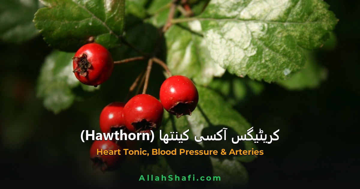 crataegus hawthorn heart tonic ur feat