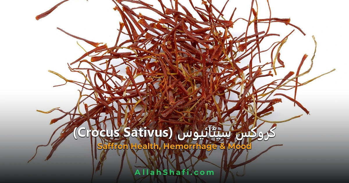 Crocus Sativus (Crocus Sativus) — ہومیوپیتھک دوا کا مکمل تعارف