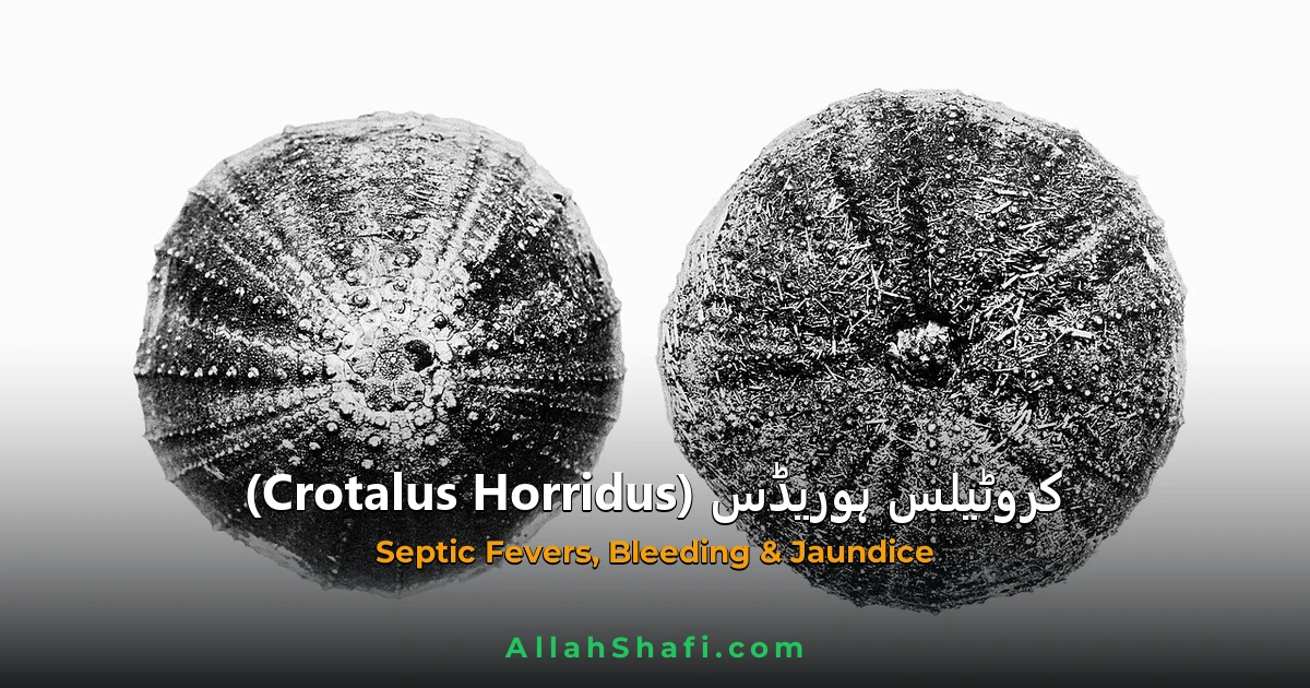 کروٹیلس ہوریڈس (Crotalus Horridus) — ہومیوپیتھک دوا کا مکمل تعارف