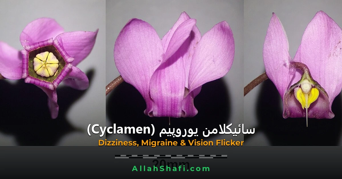 Cyclamen Europaeum (Cyclamen Europaeum) — ہومیوپیتھک دوا کا مکمل تعارف