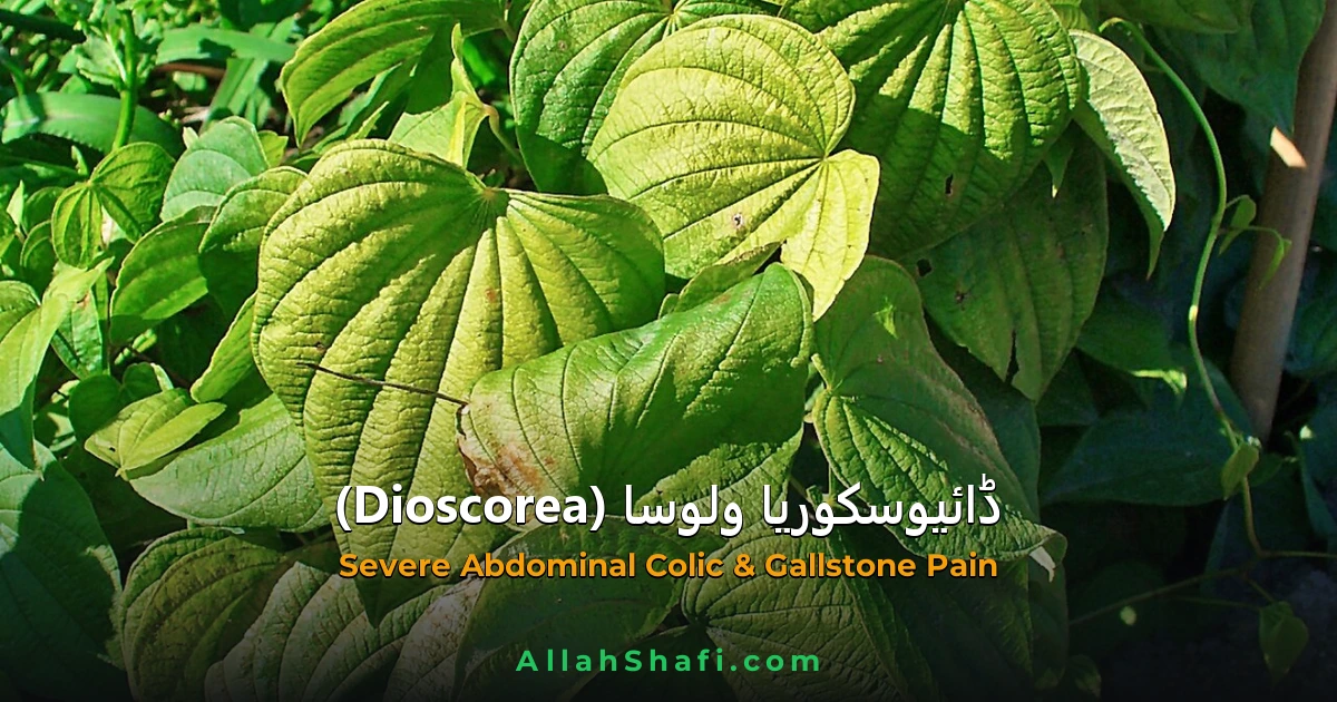 Dioscorea Villosa (Dioscorea Villosa) — ہومیوپیتھک دوا کا مکمل تعارف