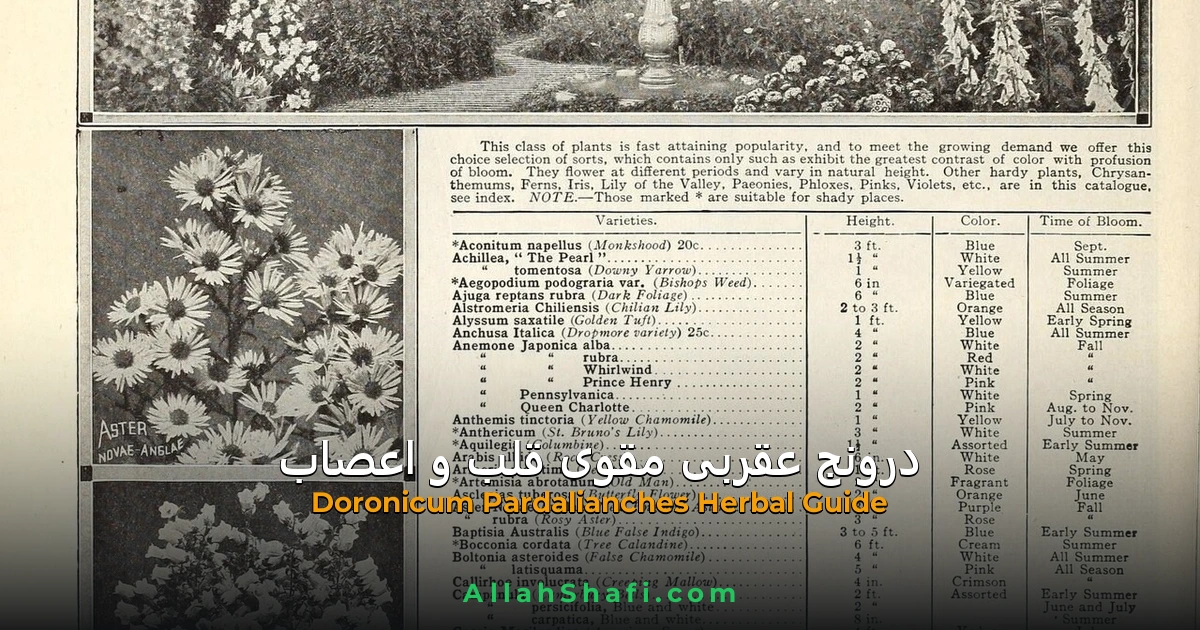 درونج عقربی (Doronicum Pardalianches) — مقویِ قلب و اعصاب، خفقان اور گھبراہٹ کا علاج